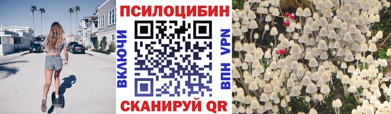 сколько стоит Перевоз Псилоцибиновые грибы Psilocybine cubensis